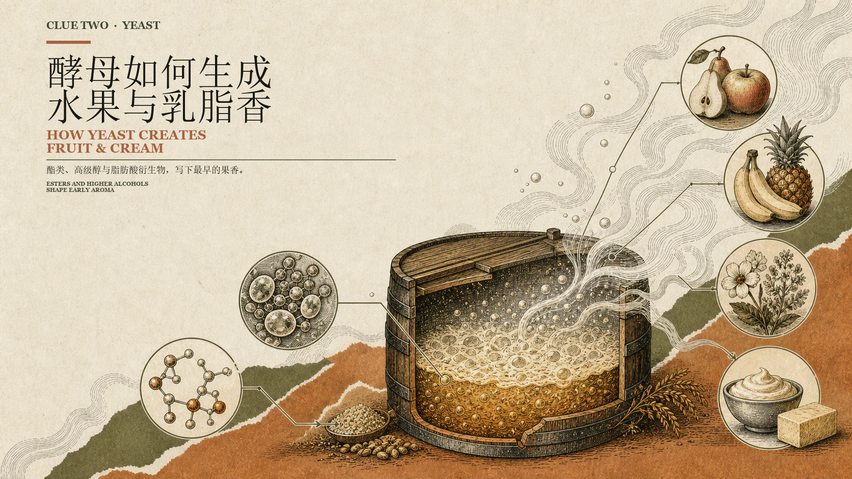酵母生成酯类与水果香气的示意图
